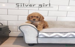 Cavapoo dogs for sale: Cavapoo F1 puppies  - Image 13
