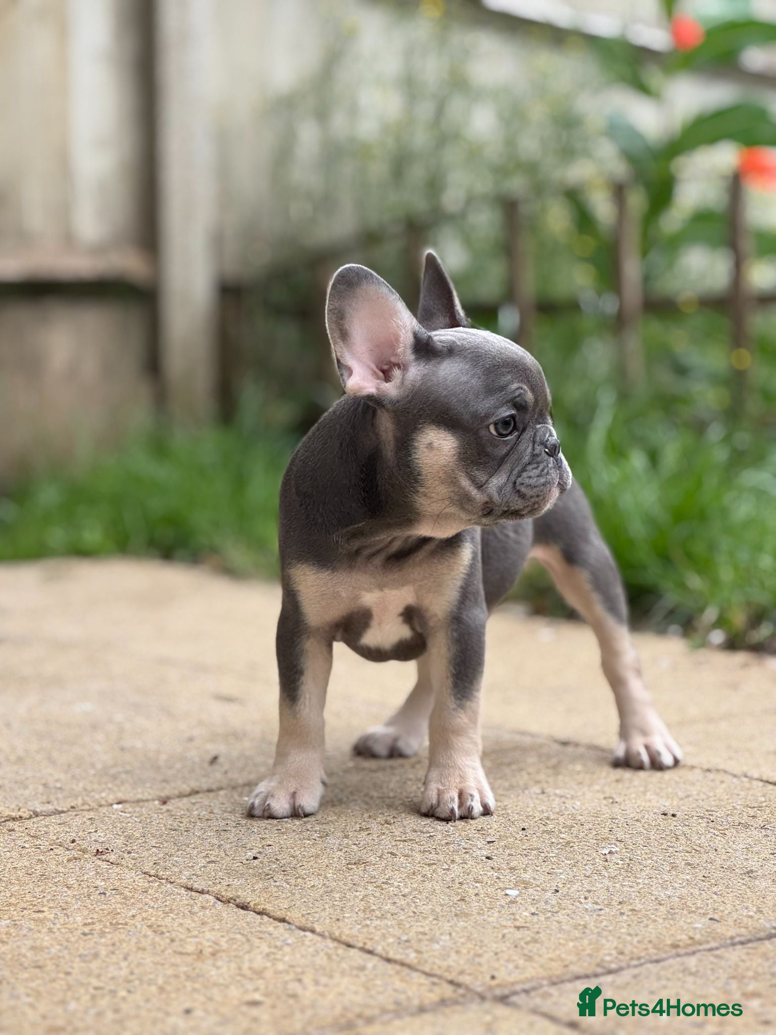 French Bulldog dogs Health CLEAR KC REG FRENCH BULLDOG - Advert 16