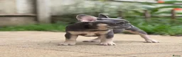 French Bulldog dogs for sale: PRICE DROP 2 PUPPIES KCREG HEALTH CLEAR FRENCHIE - Advert 2
