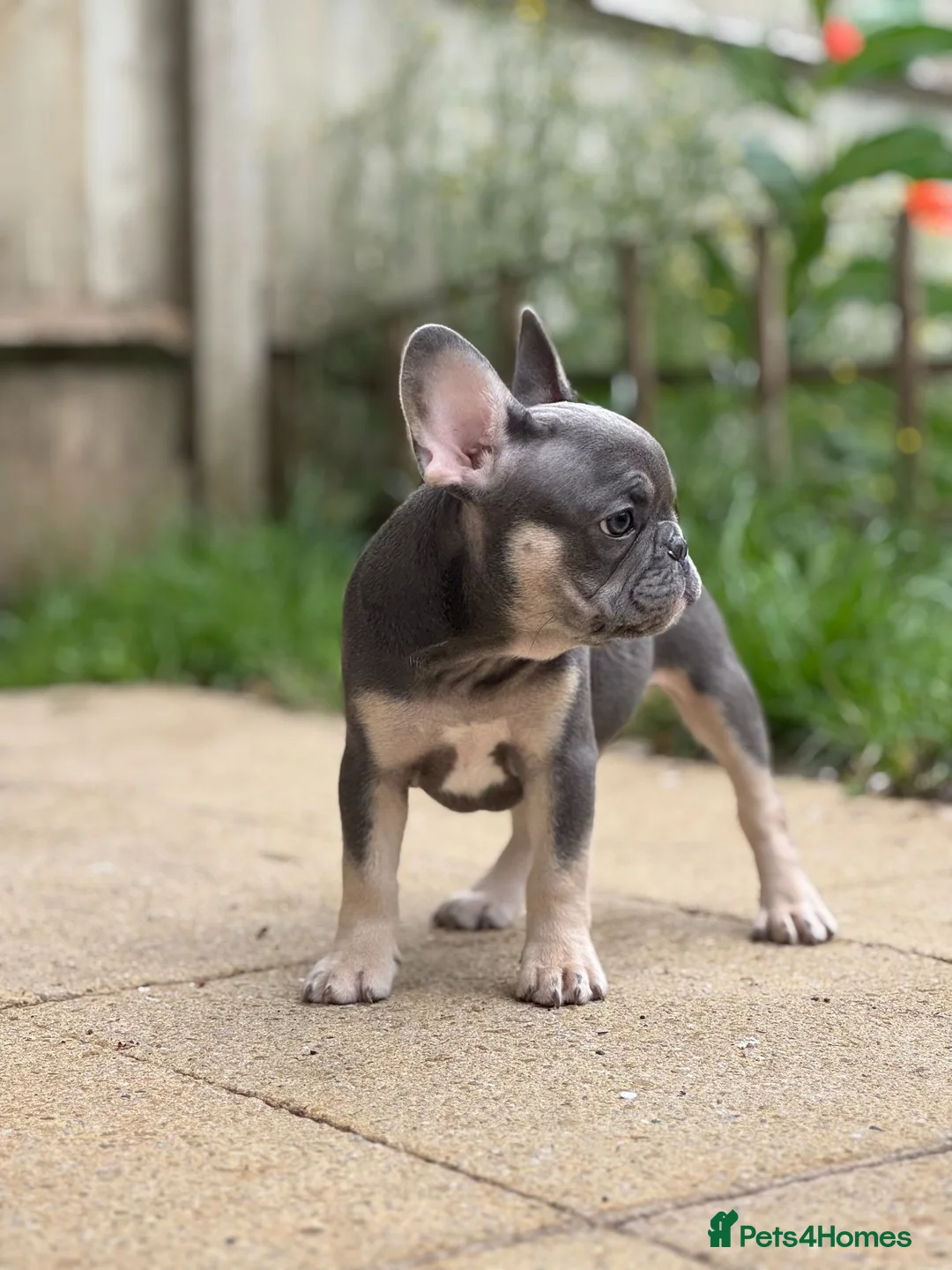 French Bulldog dogs for sale: PRICE DROP 2 PUPPIES KCREG HEALTH CLEAR FRENCHIE - Advert 2
