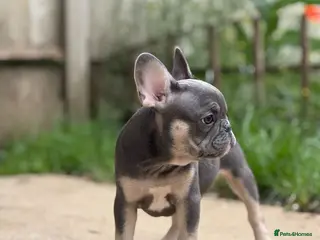 French Bulldog dogs Health CLEAR KC REG FRENCH BULLDOG - Advert 13