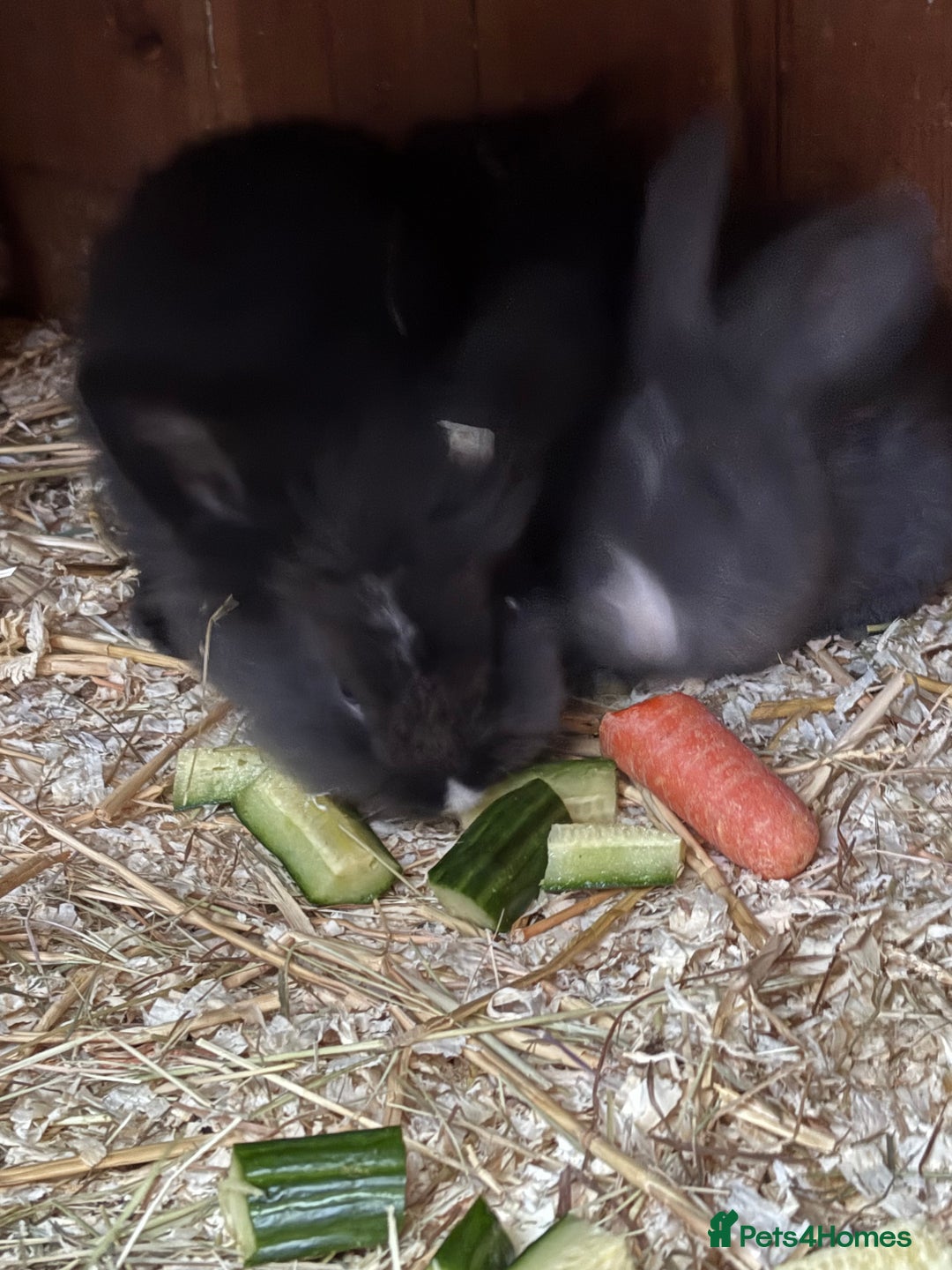 Mini Lop rabbits for sale: Mini lop baby rabbits for sale. - Advert 14