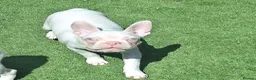 Boston Terrier dogs for sale: Uniqie/Rare White Boston Terrier Boys  - Advert 2