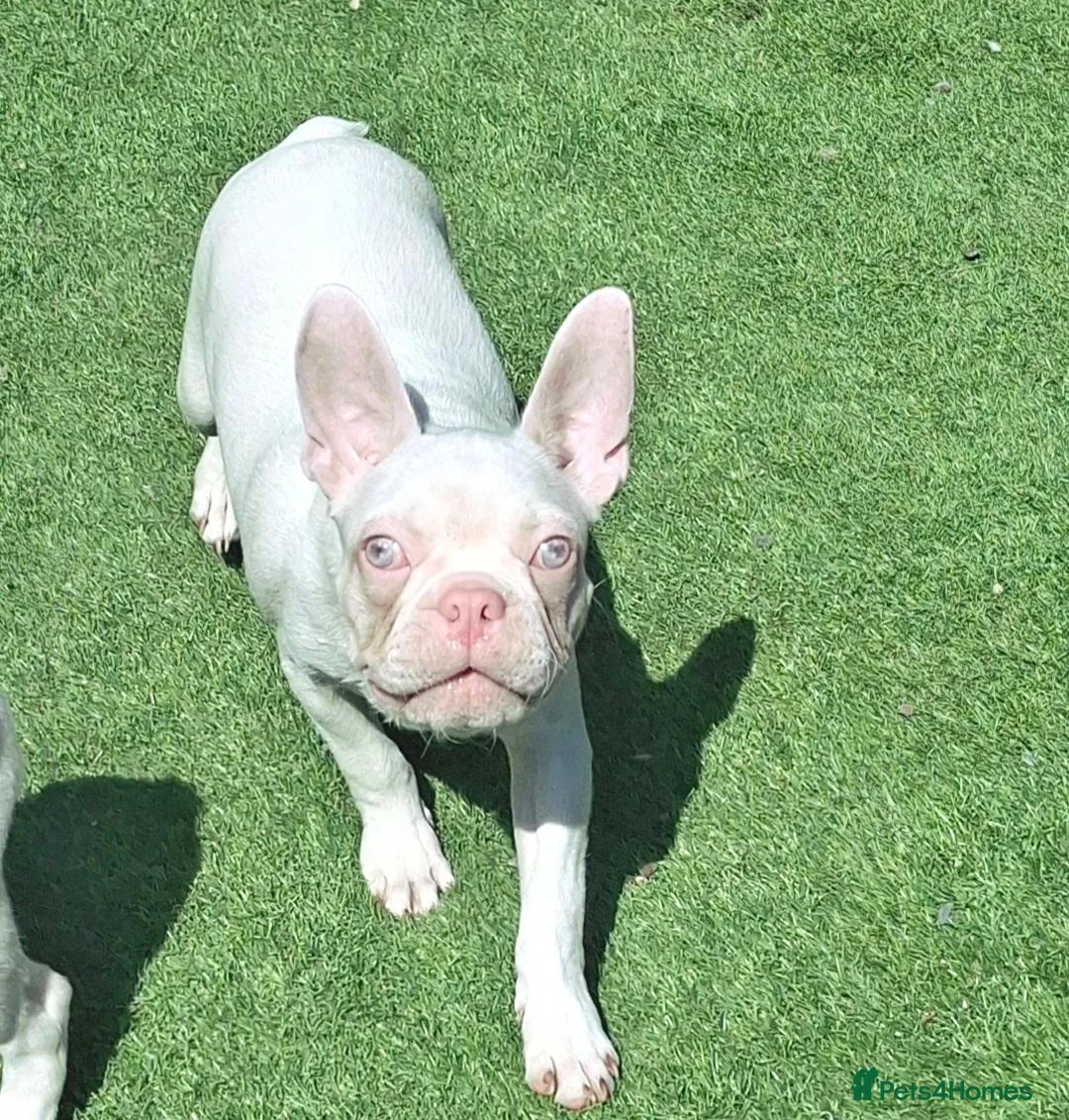 Boston Terrier dogs for sale: Uniqie/Rare White Boston Terrier Boys  - Advert 2