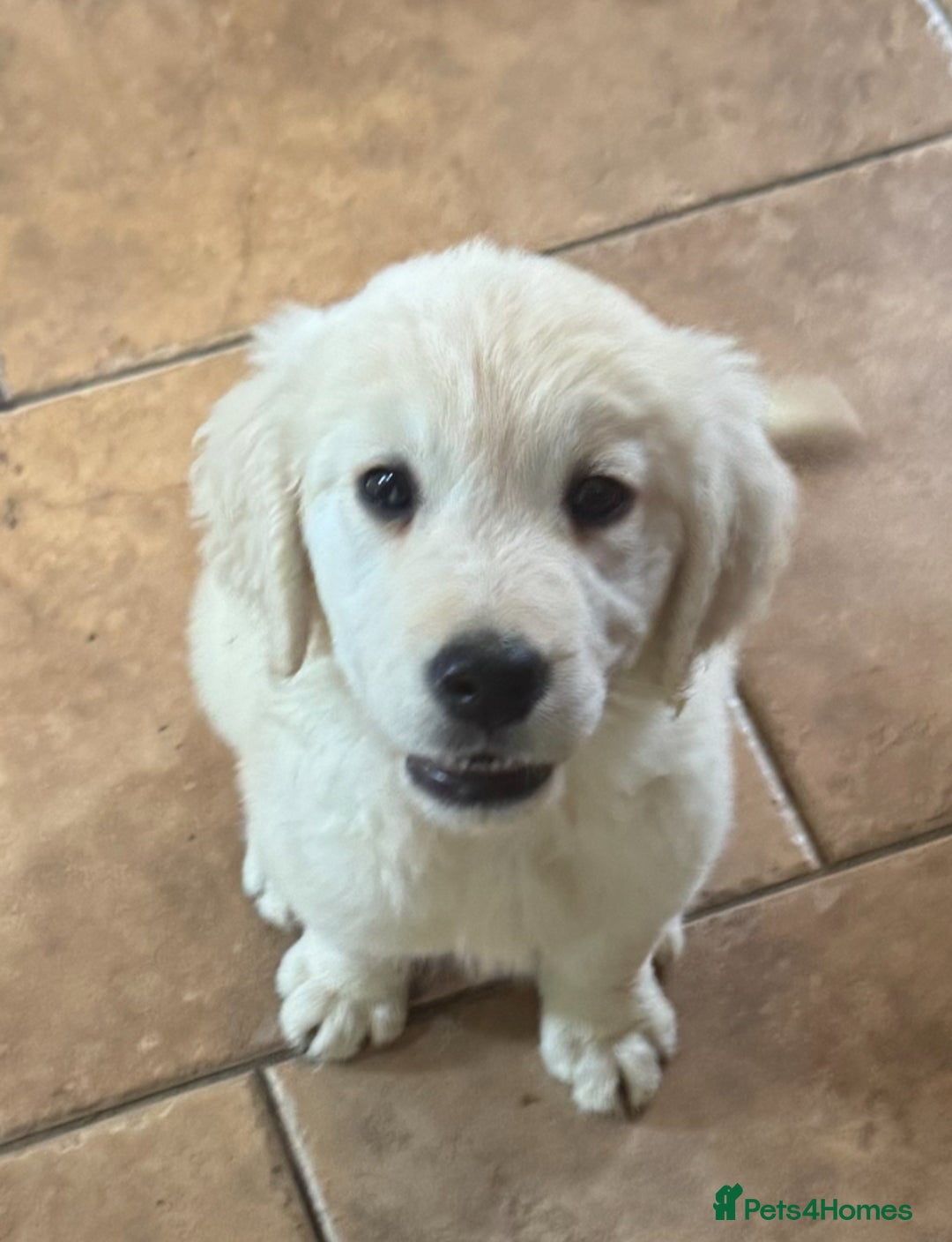 Golden Retriever dogs for sale: Healthy well socialised calm KC puppies - Image 3
