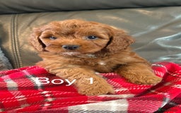 Cockapoo dogs for sale: F1 Cockapoo Puppies - Image 3