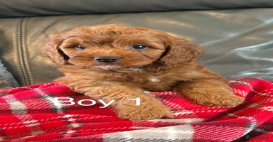 Cockapoo dogs - Advert 10
