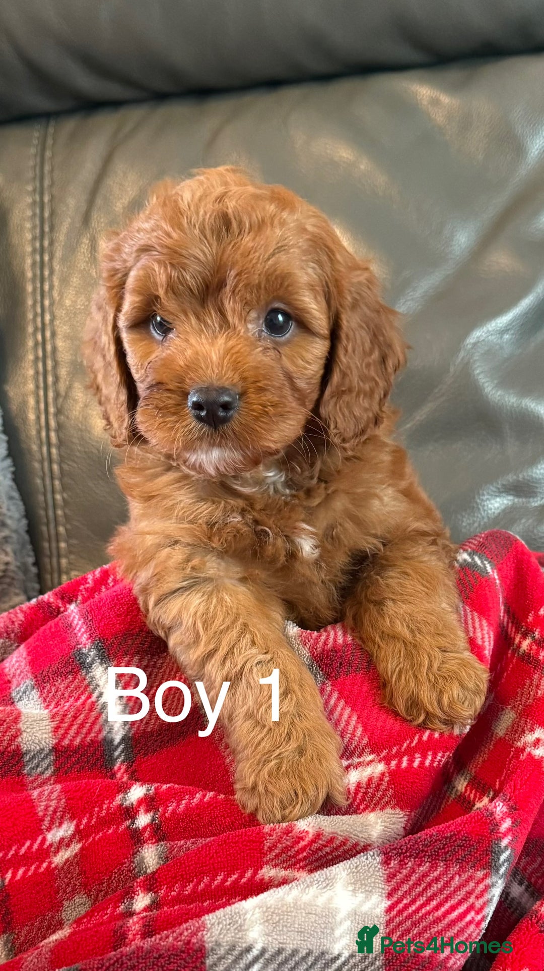 Cockapoo dogs for sale: F1 Cockapoo Puppies - Image 3