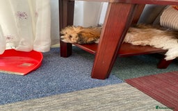 Shih Tzu dogs for sale: Mimi looking for a home  - Image 3
