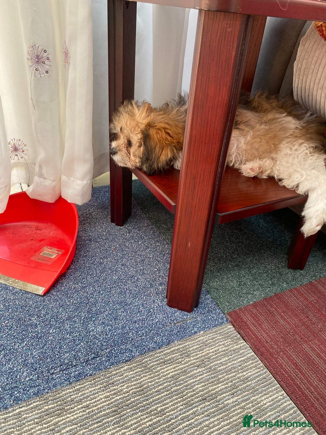 Shih Tzu dogs for sale: Mimi looking for a home  - Image 3