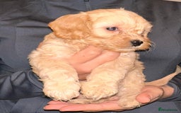 Cavapoo dogs for sale: Stunning Cavapoo puppies - Image 6