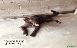 Mixed Breed dogs for adoption: Sombra, 1.5 yrs approx  Available for adoption  in Brixham - Image 6