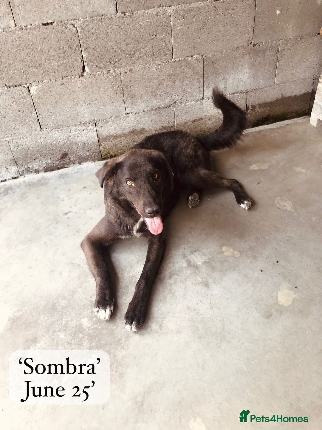 Mixed Breed dogs for adoption: Sombra, 1.5 yrs approx  Available for adoption  in Brixham - Image 6
