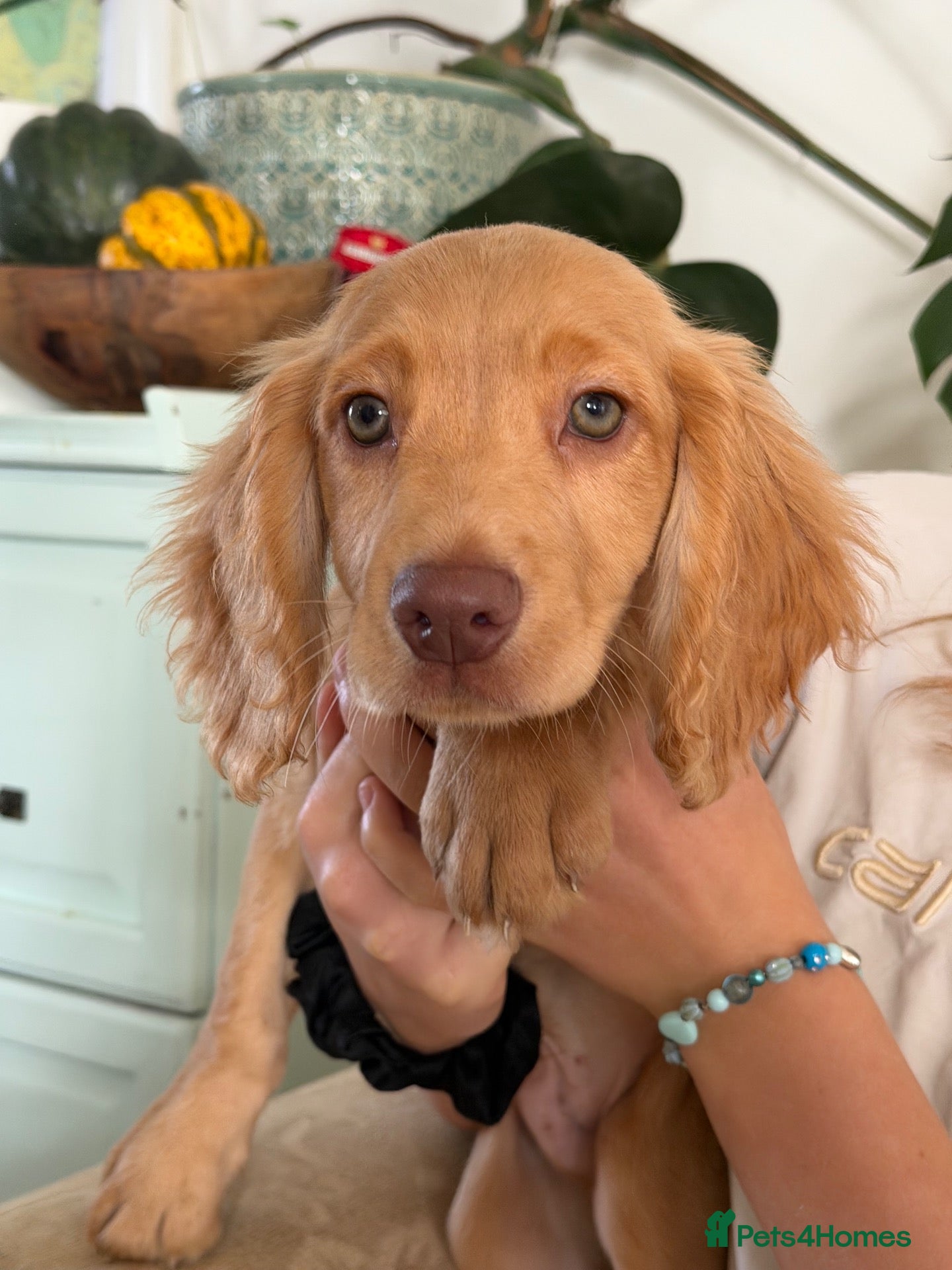 Cocker Spaniel dogs for sale: 🤎 Raised with knowledge. Raised with love - Advert 1