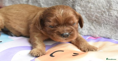 Cavalier King Charles Spaniel dogs - Advert 9