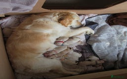 Golden Retriever dogs for sale: Stunning Golden Retriever Puppies - Image 5