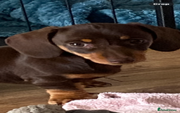 Miniature Dachshund dogs for sale: Miniature Dachshunds - Image 2