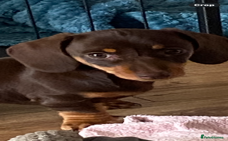 Miniature Dachshund dogs - Advert 3