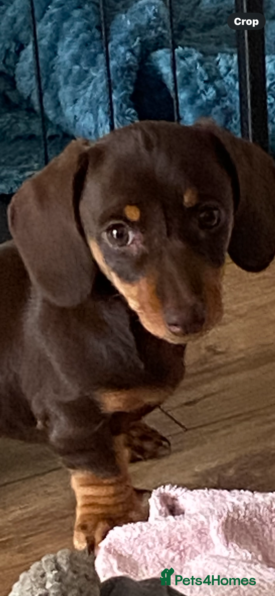 Miniature Dachshund dogs for sale: Miniature Dachshunds - Image 2