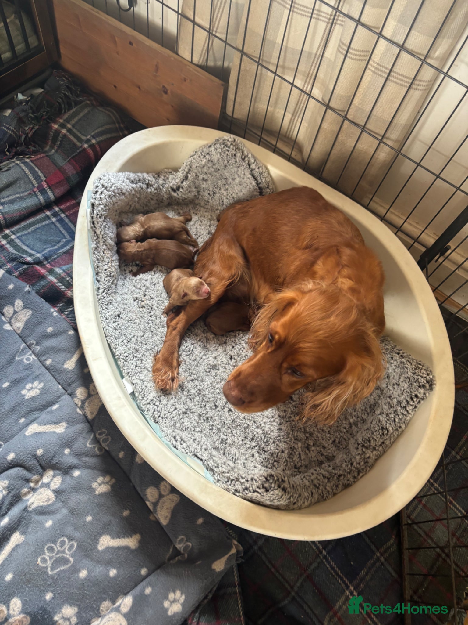 Cockapoo dogs Fully vaccinated ☺️Gorgeous F1 cockapoos 🤍 - Advert 2