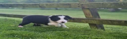 Border Collie dogs for sale: Stunning Border Collie Puppies - Advert 10
