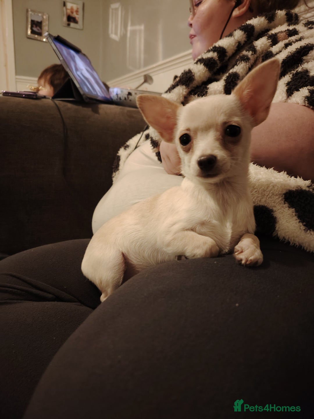 Chihuahua dogs for sale: Deer head chihuahua  - Advert 17