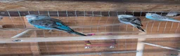 Budgerigars birds for sale: Budgies - Advert 17