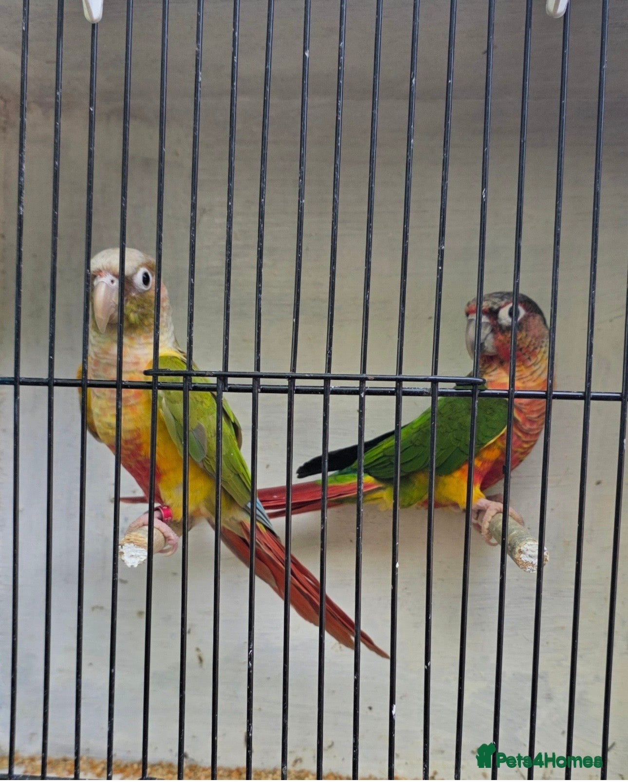 Conures birds Conuer - Advert 1