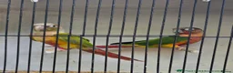 Conures birds for sale: Conuer - Advert 1