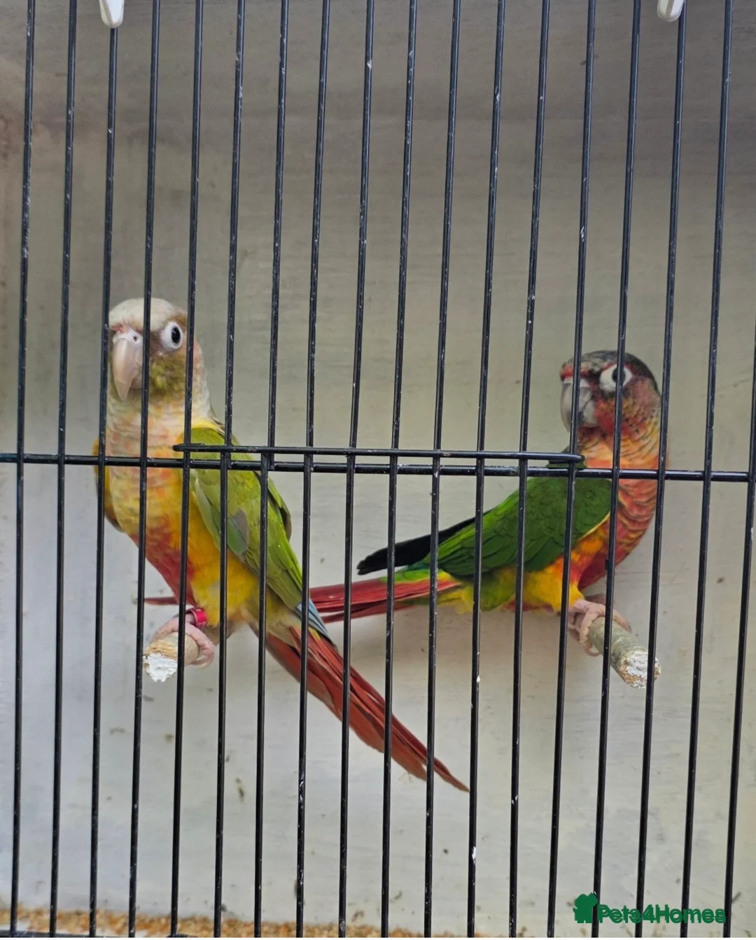 Conures birds for sale: Conuer - Advert 1