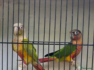 Conures birds Conuer - Advert 1