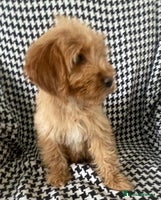 Cockapoo dogs 1 female Cockapoo puppy for sale - Advert 2