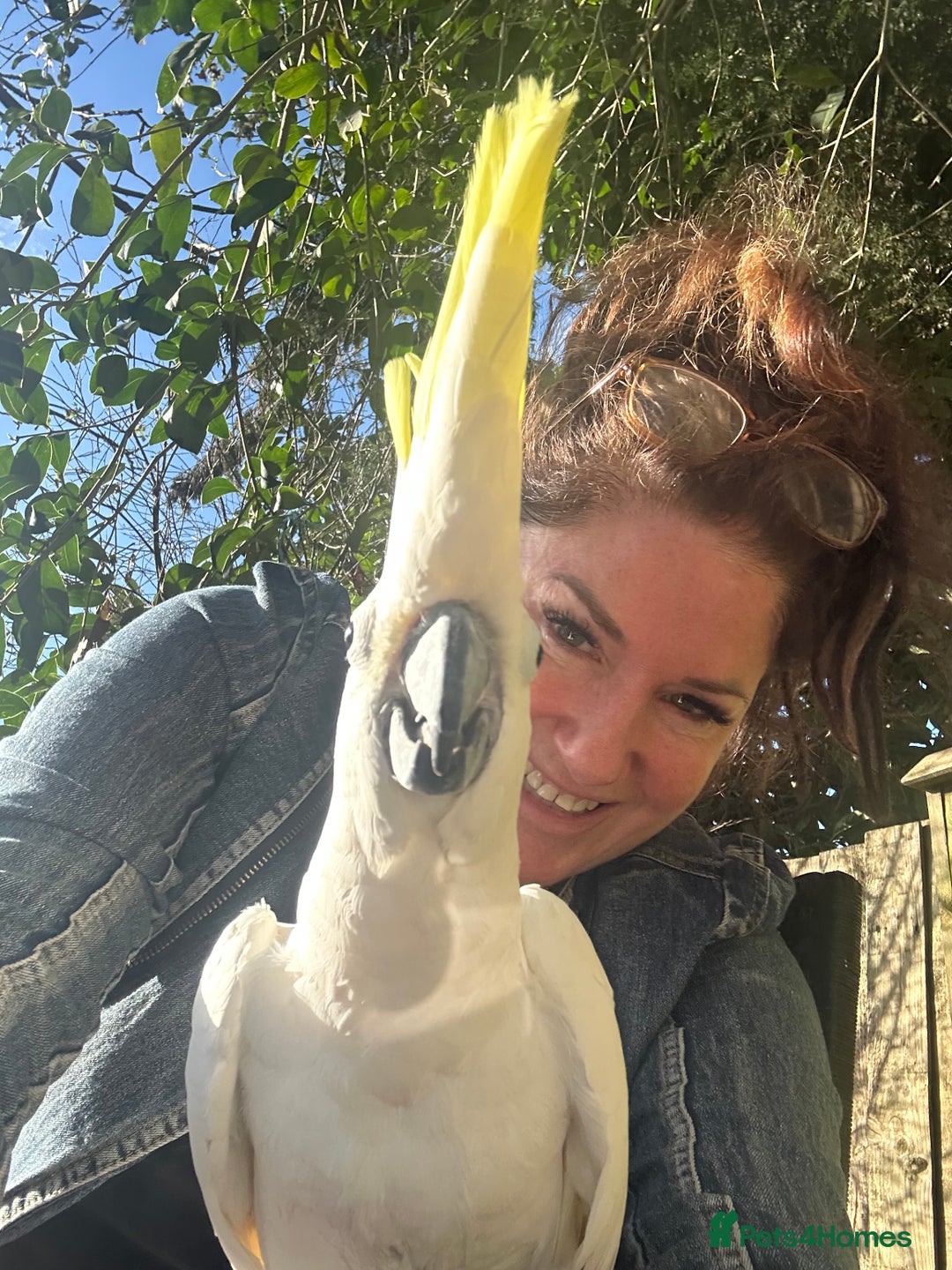 Cockatoo birds for sale: Wonderful Recco the cockatoo aged 6 yrs  - Image 8