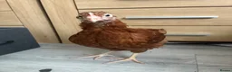 Hens poultry for sale: chick free in Liverpool - Advert 2