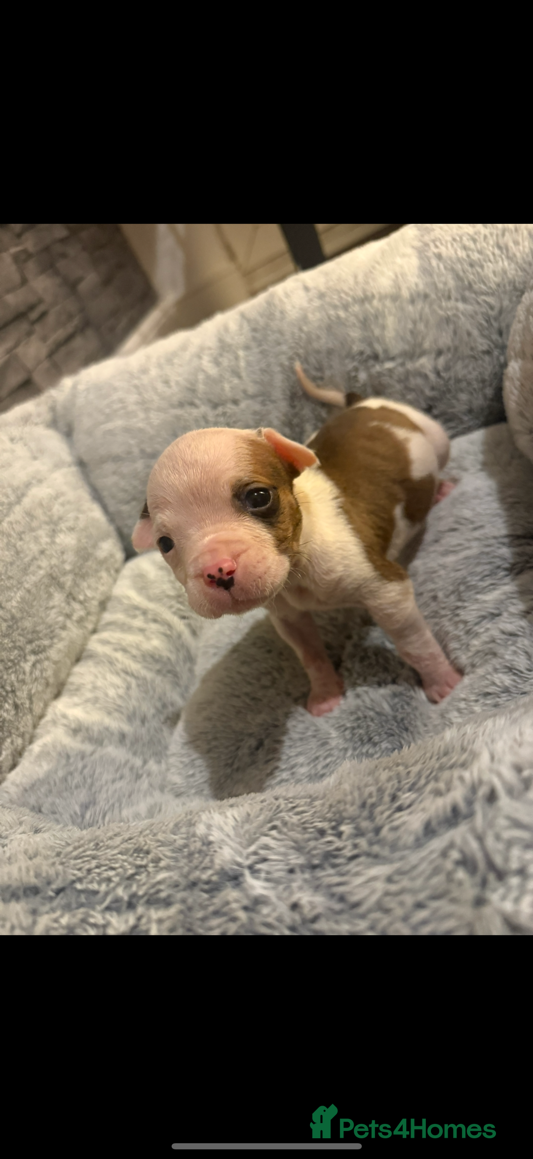 American Bulldog dogs for sale: American bulldog - Image 3