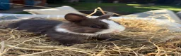 Netherland Dwarf rabbits for sale: Pure Netherland Dwarf Babies  - Advert 4