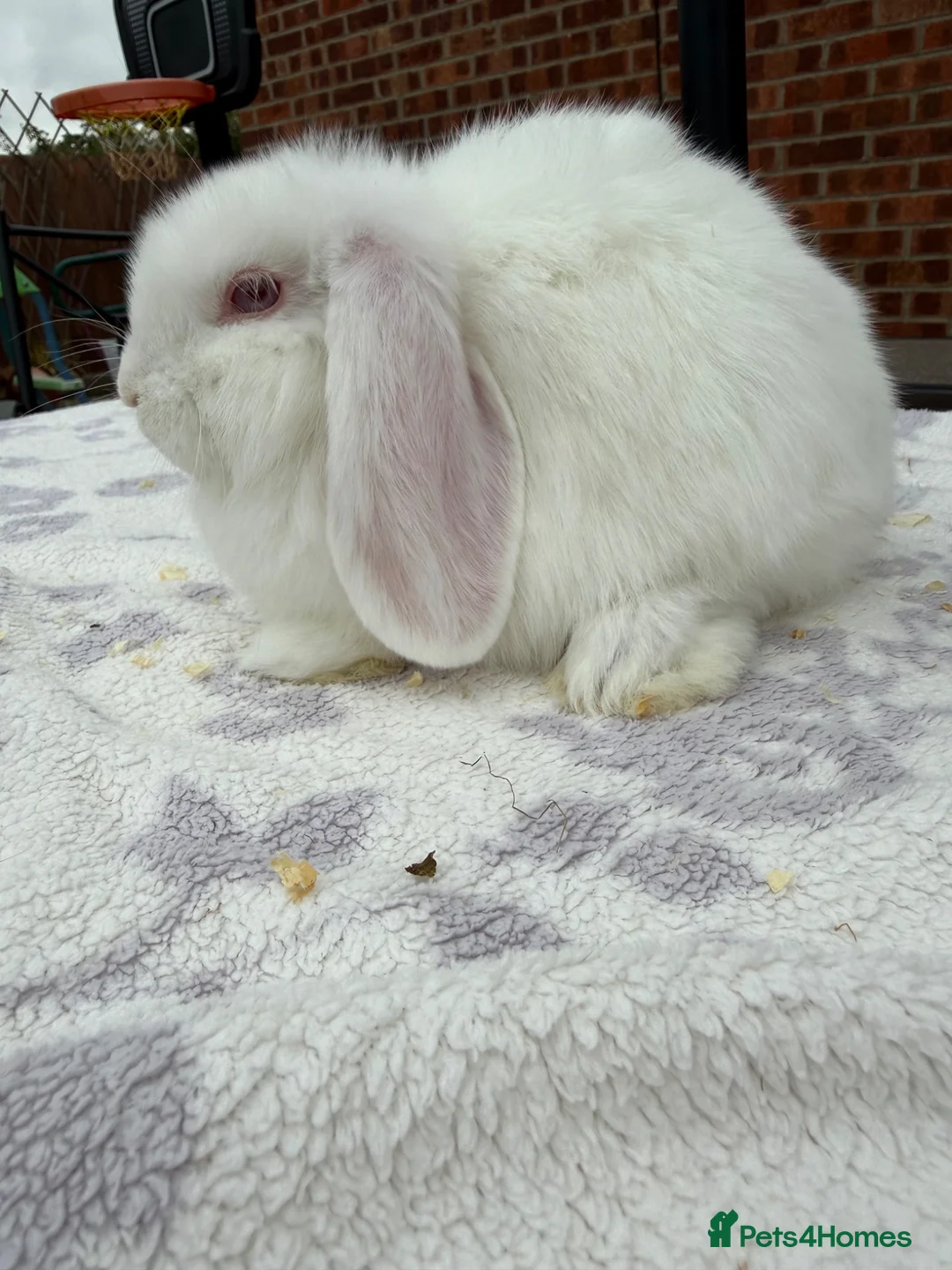 Dwarf Lop rabbits for sale: Stunning white dwarf lop girl - Advert 2