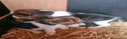 Beagle dogs for sale: 7 Beagle Puppies  in Wakefield - Advert 8