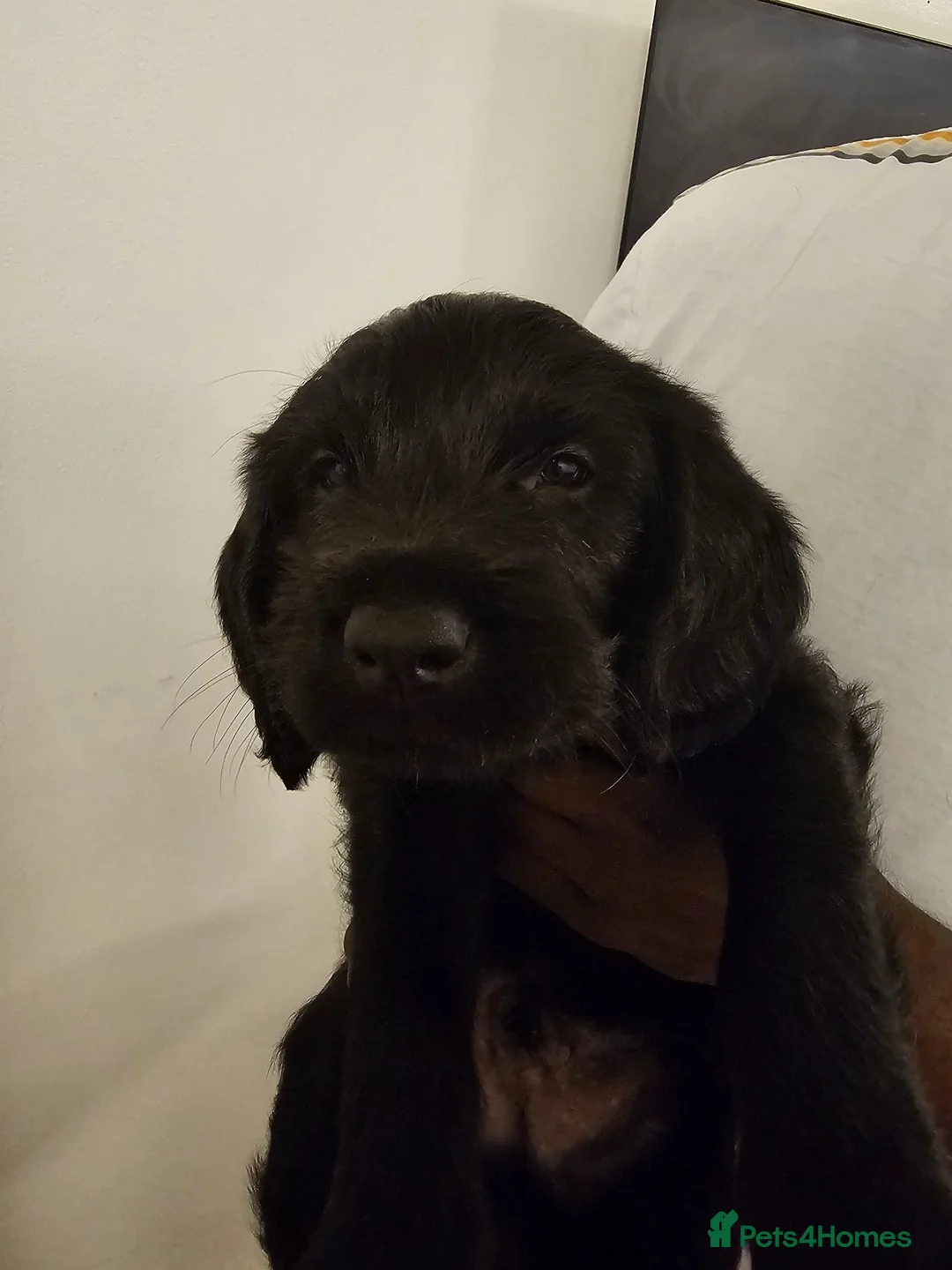 Labradoodle dogs for sale: PRICE DROP FOR LAST 2 Lovely Labradoodle pups! 🐶  - Advert 18