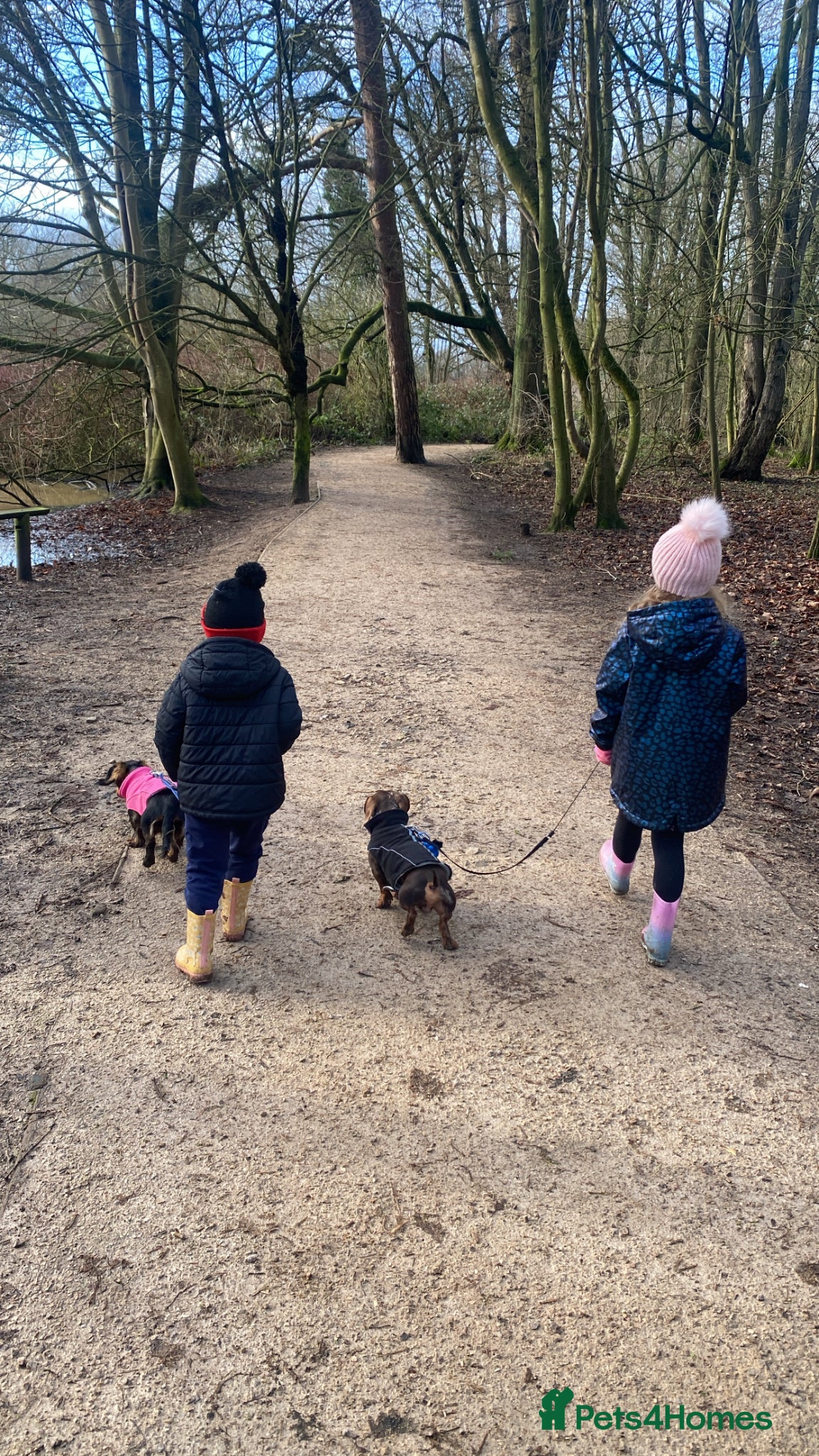 Miniature Dachshund dogs for sale: Beautiful Miniature Dachshund Puppies 🩵🩷🩷🩷 - Advert 9