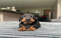 Miniature Dachshund dogs for sale: KC short haired miniature Black and Tan puppies - Image 10