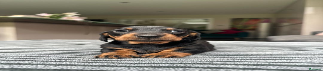 Miniature Dachshund Puppy 1
