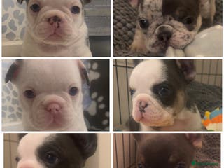 French Bulldog dogs 4 Panel Health Tested Parents - Advert 3