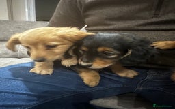 Miniature Dachshund dogs for sale: Miniature dachshund puppies  - Advert 6
