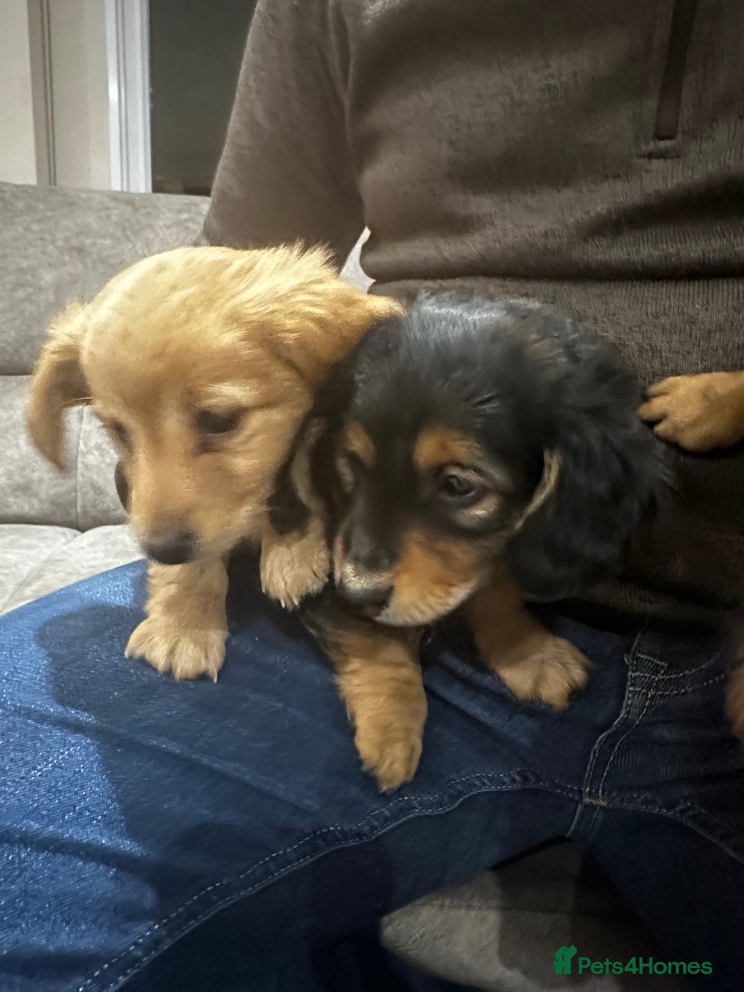 Miniature Dachshund dogs for sale: Miniature dachshund puppies  - Advert 6