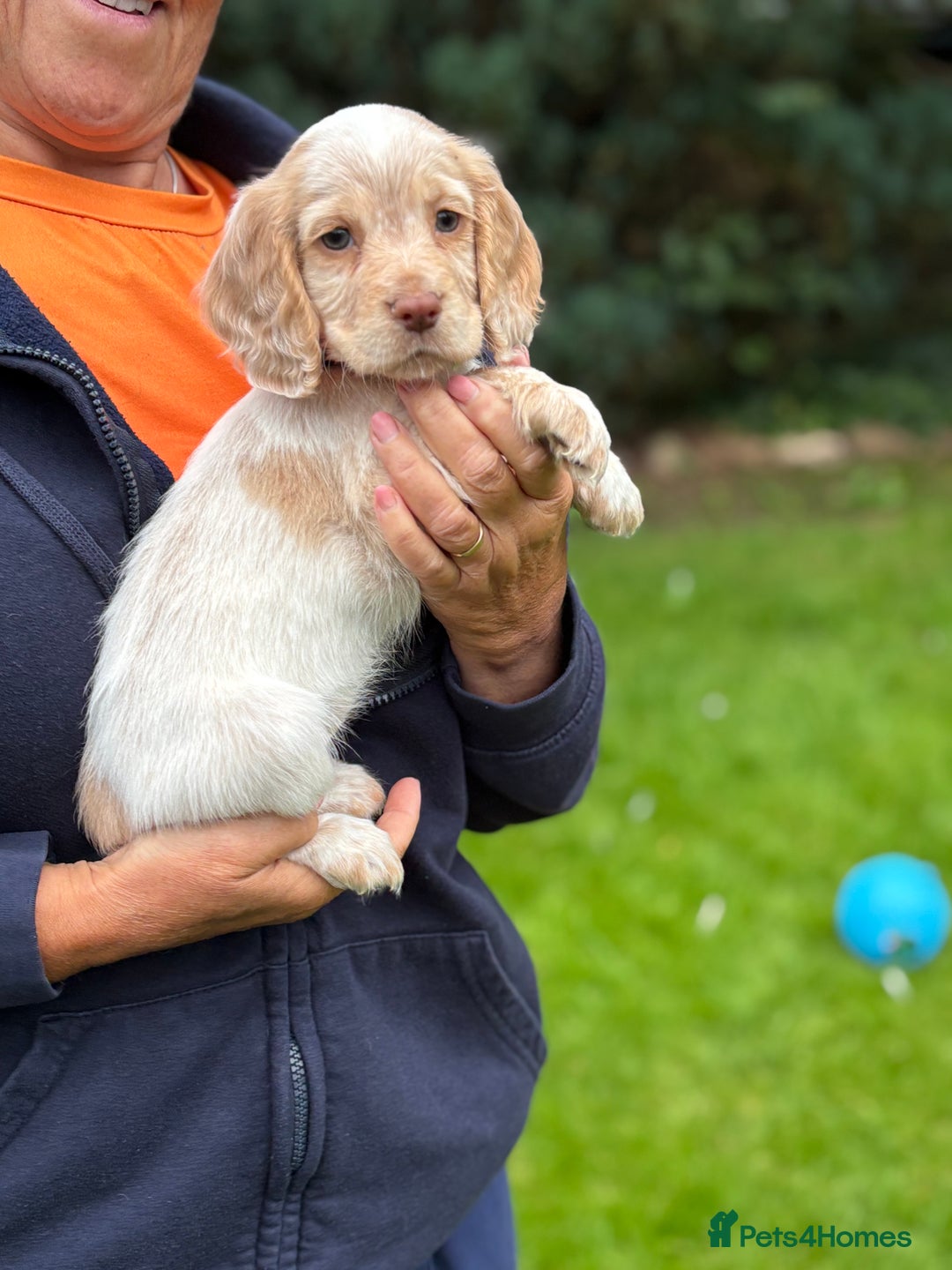 Cocker Spaniel dogs for sale: READY NOW KC Reg Working Cocker spaniel puppies - Image 6