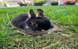 Netherland Dwarf rabbits for sale: Netherland Dwarf Rabbits For Sale  - Image 6