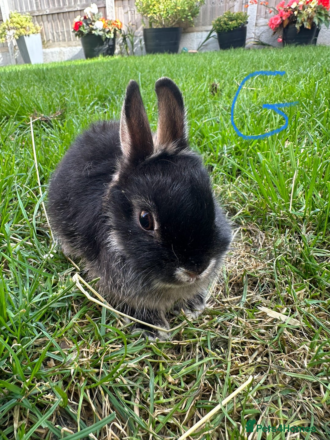 Netherland Dwarf rabbits for sale: Netherland Dwarf Rabbits For Sale  - Image 6