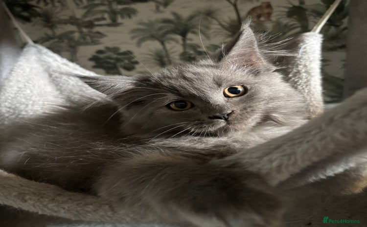 Maine Coon cats - Advert 1