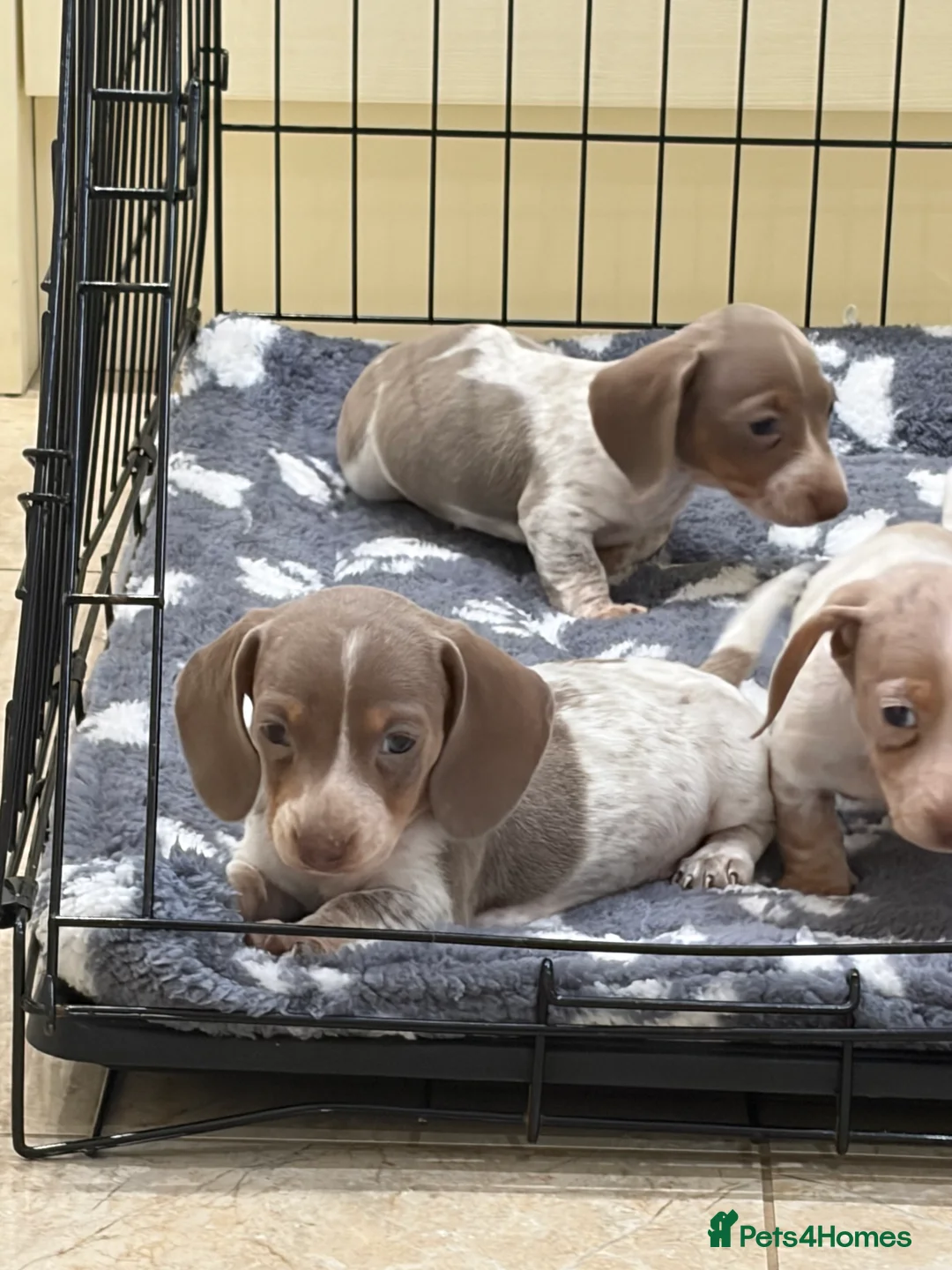 Miniature Dachshund dogs for sale: Miniature dachshund puppies for sale  - Advert 13